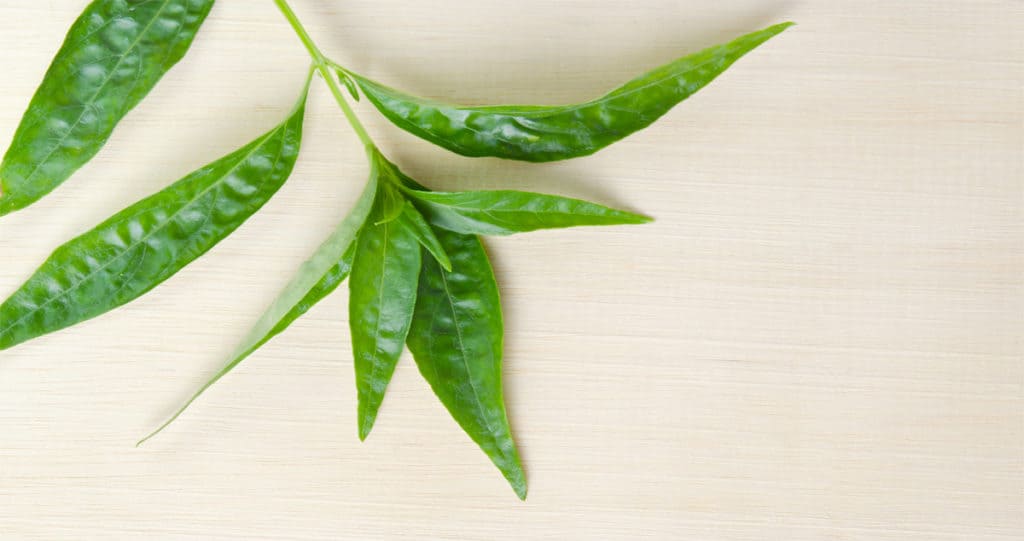 วิธีกินฟ้าทะลายโจร