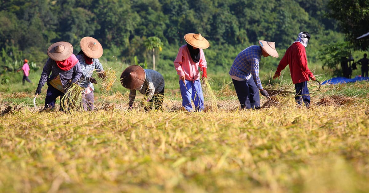 วิธีเช็คสิทธิ์เยียวยาเกษตรกร 5 พันบาท โอนเงินวันแรก 1 ล้านคน
